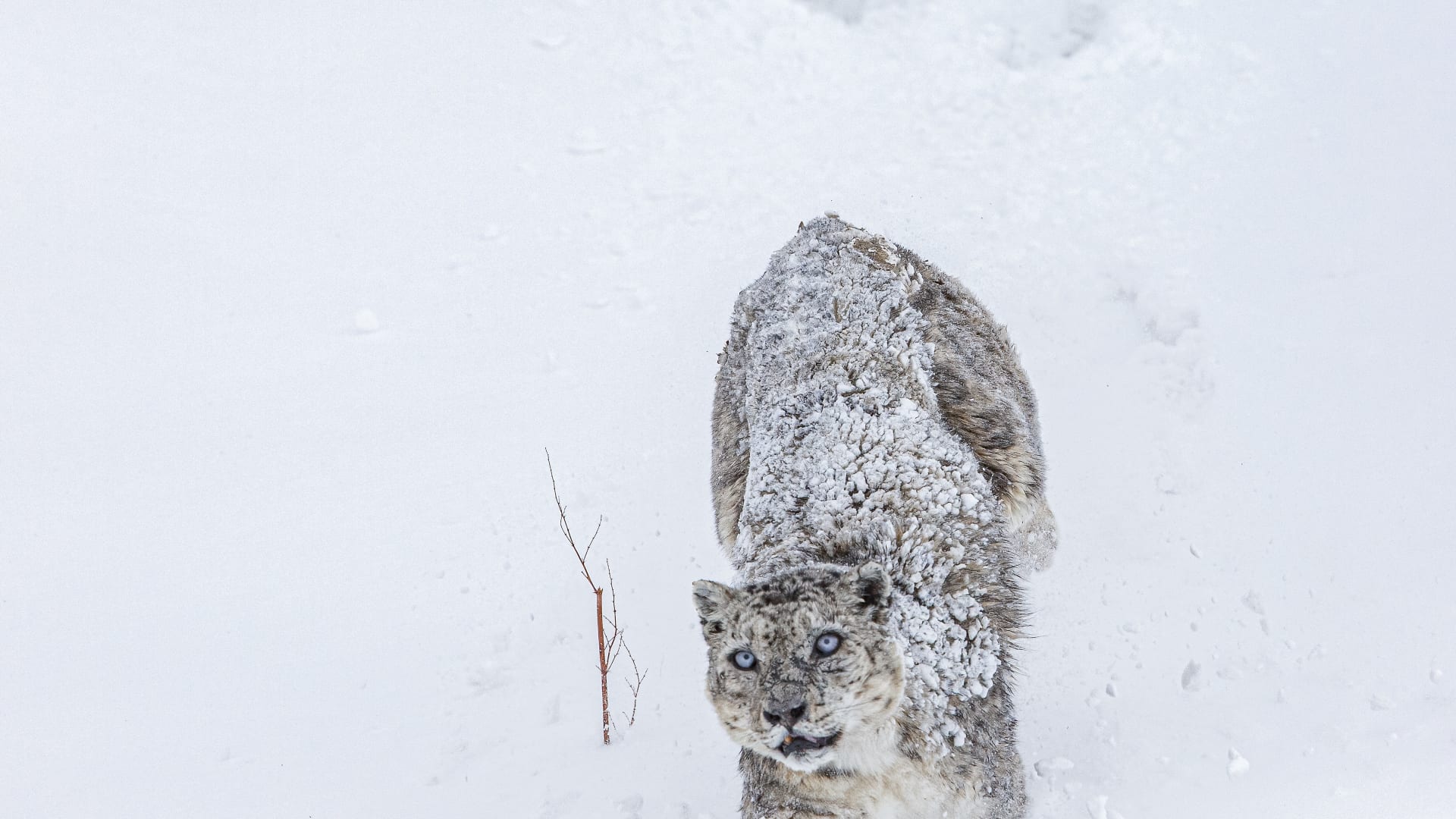 هندي يبرز القدرات التمويهية لنمور الثلوج.. هل يمكنك رصدها في هذه الصور؟