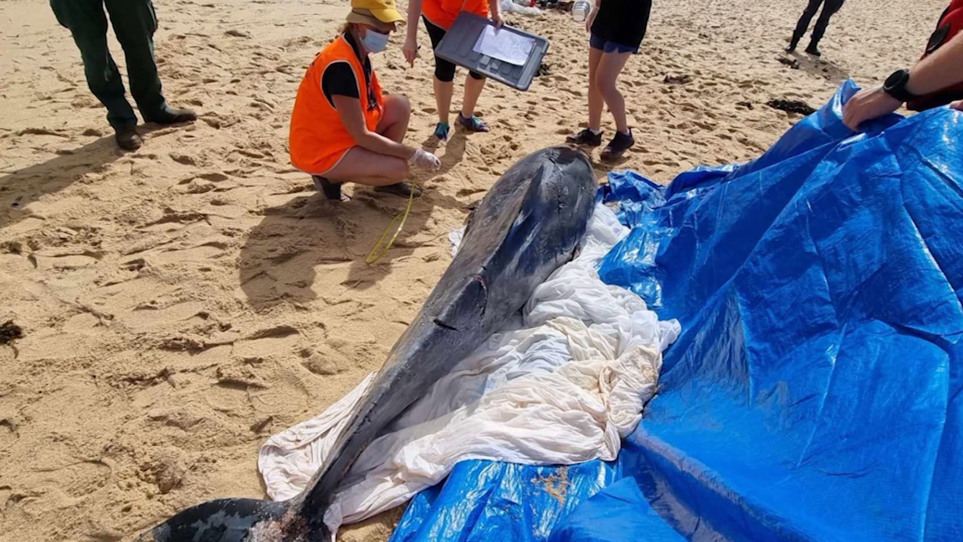 شاهد .. إغلاق شاطئين سياحيين في أستراليا بعد رصد سمكة قرش تهاجم دلفينًا