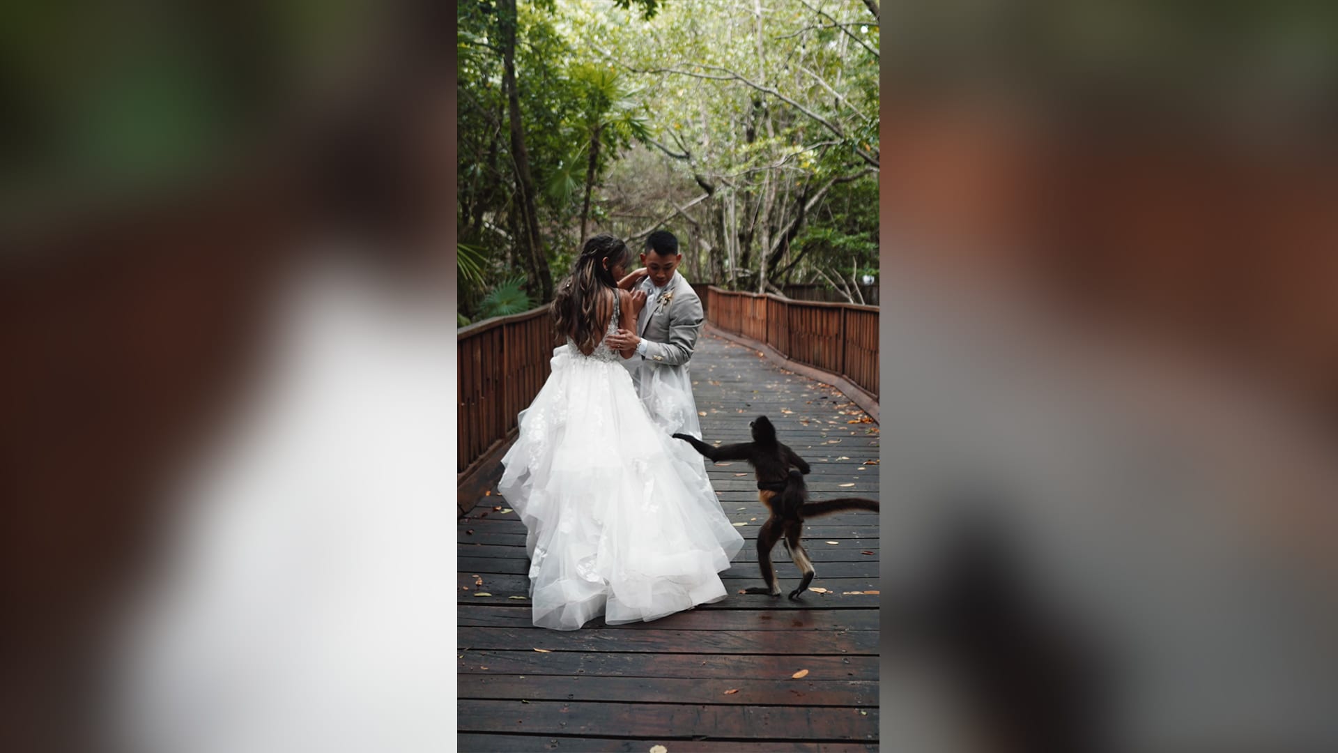 قردة مشاكسة تقتحم زفاف أمريكية في المكسيك والعروسة تؤكد: لحظة سنتذكرها للأبد