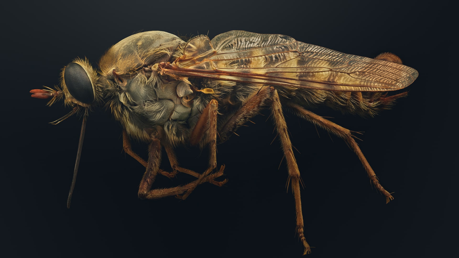 "حشراتٌ في خطر"..صور دقيقة تبرز جمال مخلوقات مهددة تشاركنا الكوكب