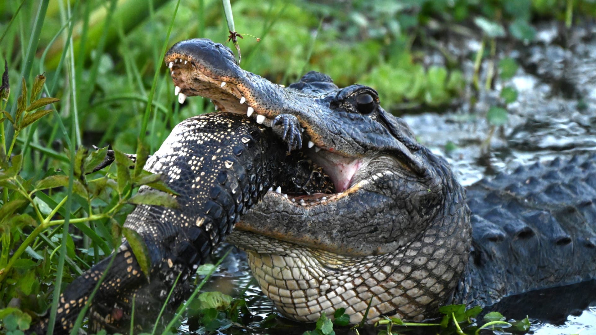 "بدأت أرتجف".. أمريكية توثق صورة وحشية لتمساح يلتهم تمساحًا آخر في فلوريدا