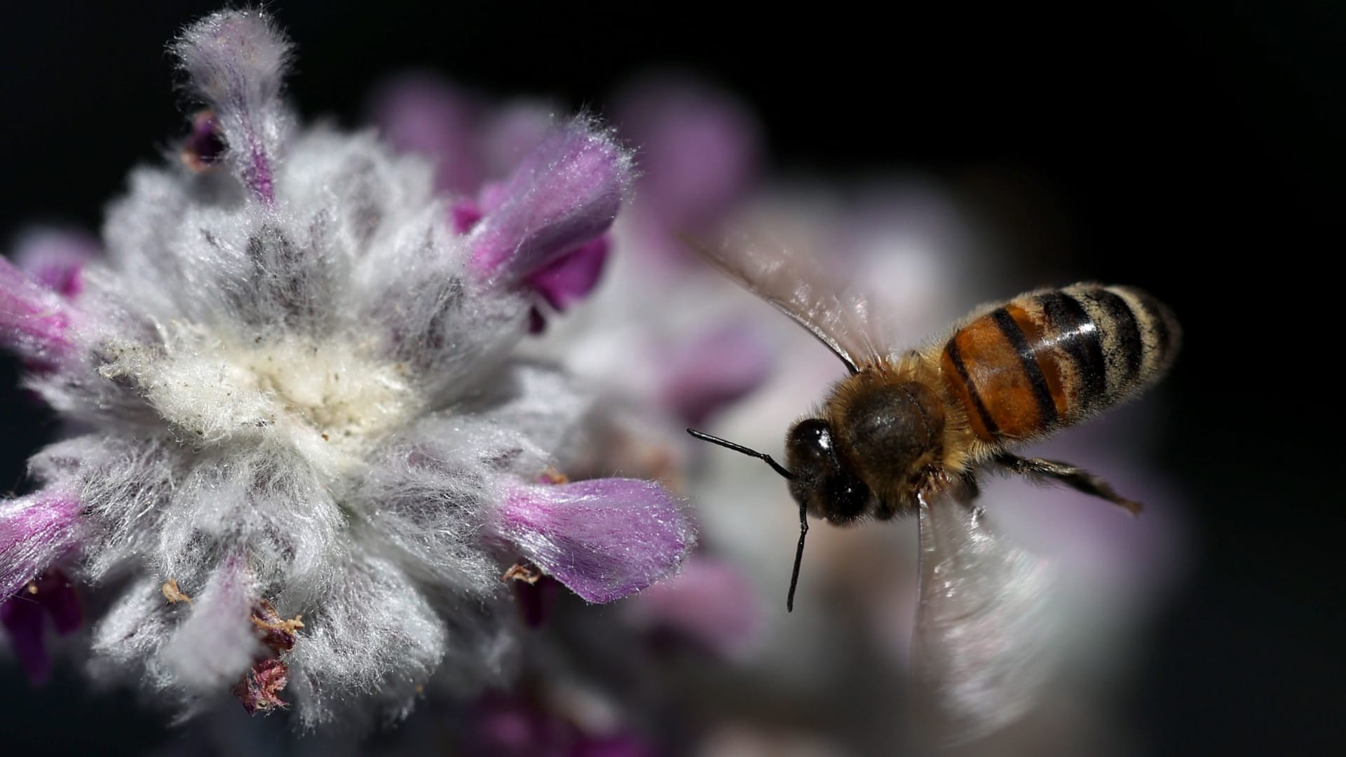 كاد برازه يتسبب في مواجهة خلال الحرب الباردة.. إليك 6 حقائق قد لا تعرفها عن النحل