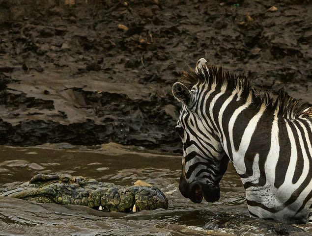مصور يوثق "النظرة الأخيرة" بين حمار وحشي وتمساح وسط صراع للبقاء