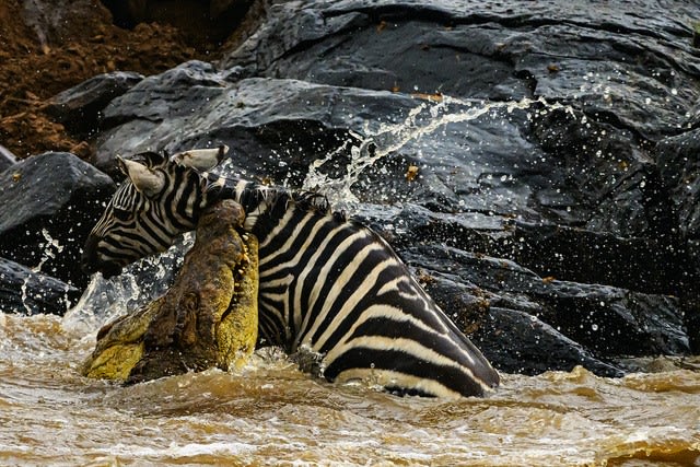 مصور يوثق "النظرة الأخيرة" بين حمار وحشي وتمساح وسط صراع للبقاء