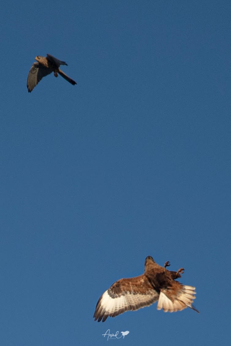 مصور يوثق مواجهة نادرة بين الطيور الجارحة في سماء السعودية