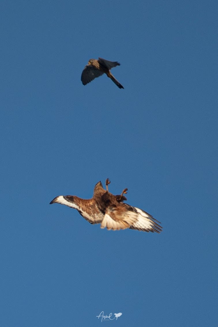 مصور يوثق مواجهة نادرة بين الطيور الجارحة في سماء السعودية
