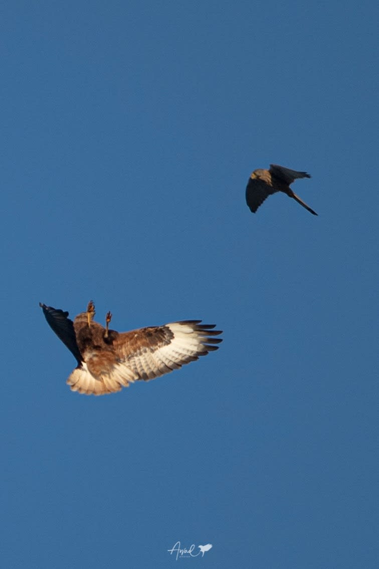مصور يوثق مواجهة نادرة بين الطيور الجارحة في سماء السعودية
