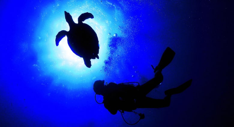 دبي تحرير 110 سلحفاة مهددة بالانقراض منوعات نافذة Dw عربية على حياة المشاهير والأحداث الطريفة Dw 16 06 2014