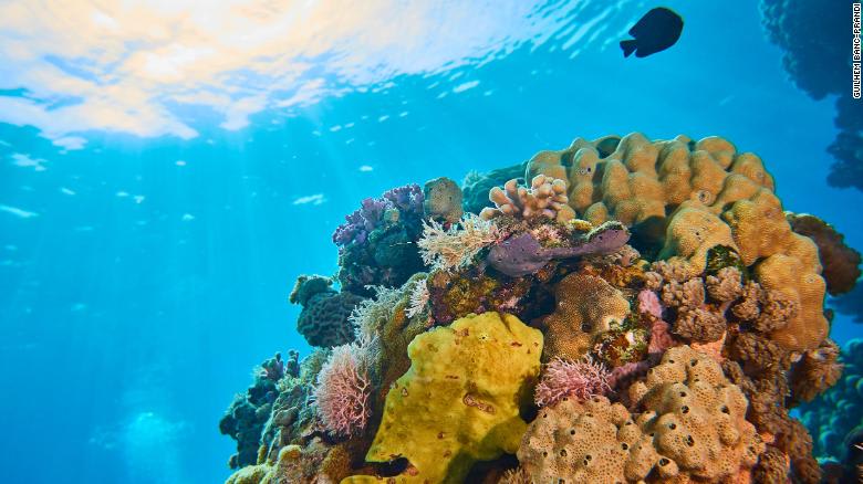 ما هو "سر" انتعاش الشعاب المرجانية في الشرق الأوسط؟