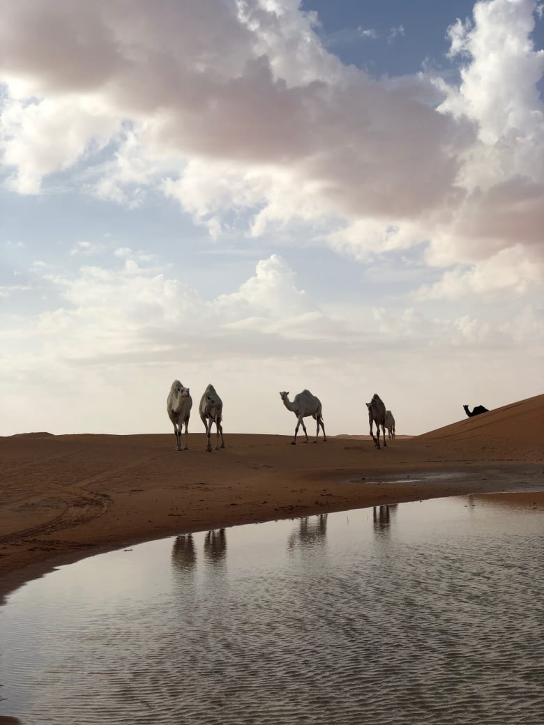 وسط صحراء السعودية.. انعكاسات الإبل الجميلة وهي ترتوي بتزامن من بُحيرات المياه وسط صحراء السعودية.. انعكاسات الإبل الجميلة وهي ترتوي بتزامن من بُحيرات المياه