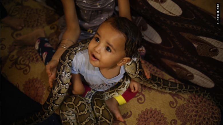 بقلوب جريئة.. كيف يعيش هذا الرجل وأطفاله مع الثعابين في مصر؟ بقلوب جريئة.. كيف يعيش هذا الرجل وأطفاله مع الثعابين في مصر؟