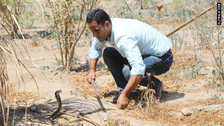  بقلوب جريئة.. كيف يعيش هذا الرجل وأطفاله مع الثعابين في مصر؟ بقلوب جريئة.. كيف يعيش هذا الرجل وأطفاله مع الثعابين في مصر؟