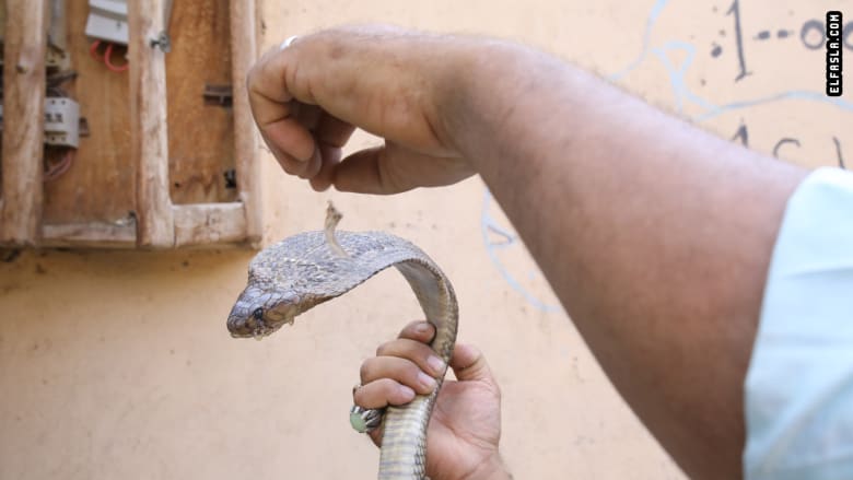 بقلوب جريئة.. كيف يعيش هذا الرجل وأطفاله مع الثعابين في مصر؟ بقلوب جريئة.. كيف يعيش هذا الرجل وأطفاله مع الثعابين في مصر؟