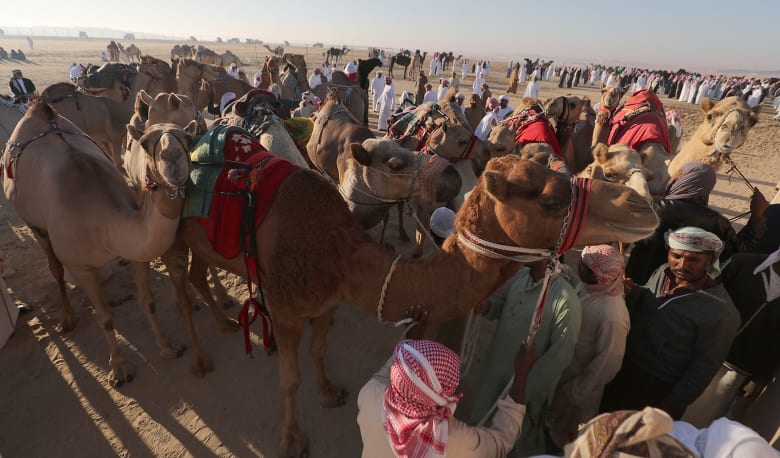 مسابقة جمال ولكن للإبل.. ما أبرز تفاصيل هذا المهرجان في أبوظبي؟ مسابقة جمال ولكن للإبل.. ما أبرز تفاصيل هذا المهرجان في أبوظبي؟