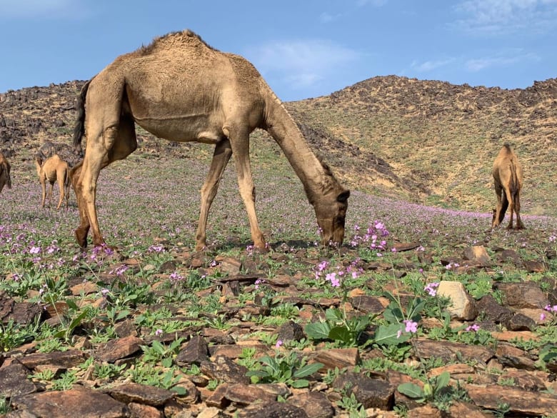 ما سبب تلون منطقة القصيم السعودية بالبنفسجي؟ ما سبب تلون منطقة القصيم السعودية بالبنفسجي؟