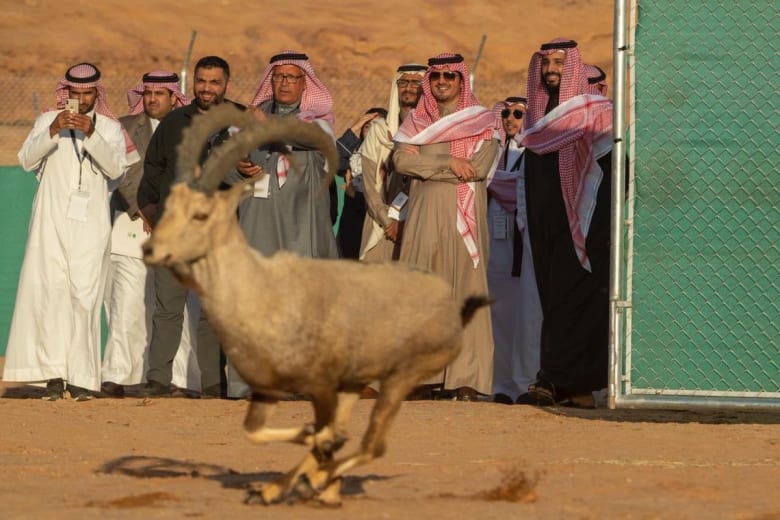 ولي عهد السعودية يطلق محمية شرعان الطبيعية بالعلا ولي عهد السعودية يطلق محمية شرعان الطبيعية بالعلا