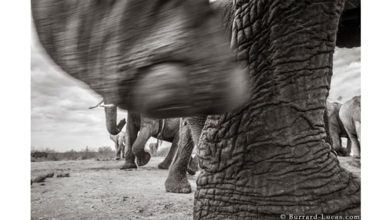 صور لا تصدق لـ "ملكة الفيل" النادرة في كينيا صور لا تصدق لـ "ملكة الفيل" النادرة في كينيا