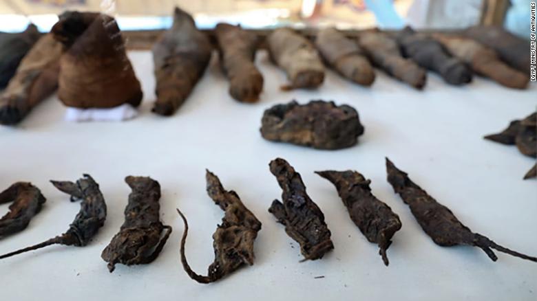 اكتشاف مقبرة مزدوجة لرجل وزوجته مليئة بالقطط المحنطة والفئران في مصر