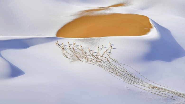 منها مضحكة وأخرى مبهرة.. ألقي نظرة إلى صور الحياة البرية منها مضحكة وأخرى مبهرة.. ألقي نظرة إلى صور الحياة البرية