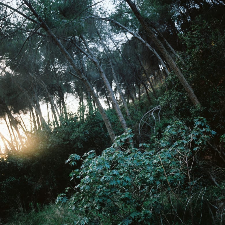 المصورة اللبنانية ألسي حداد المصورة اللبنانية ألسي حداد