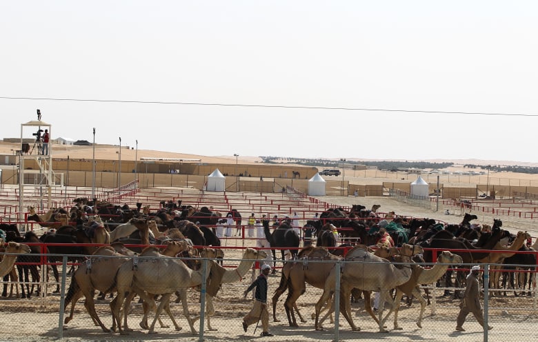 مهرجان الظفرة في أبوظبي مهرجان الظفرة في أبوظبي