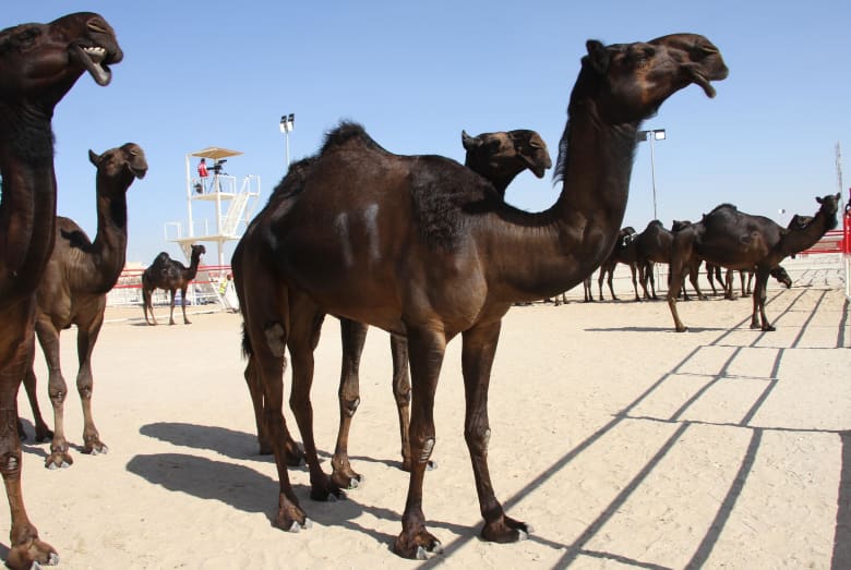 مهرجان الظفرة في أبوظبي مهرجان الظفرة في أبوظبي