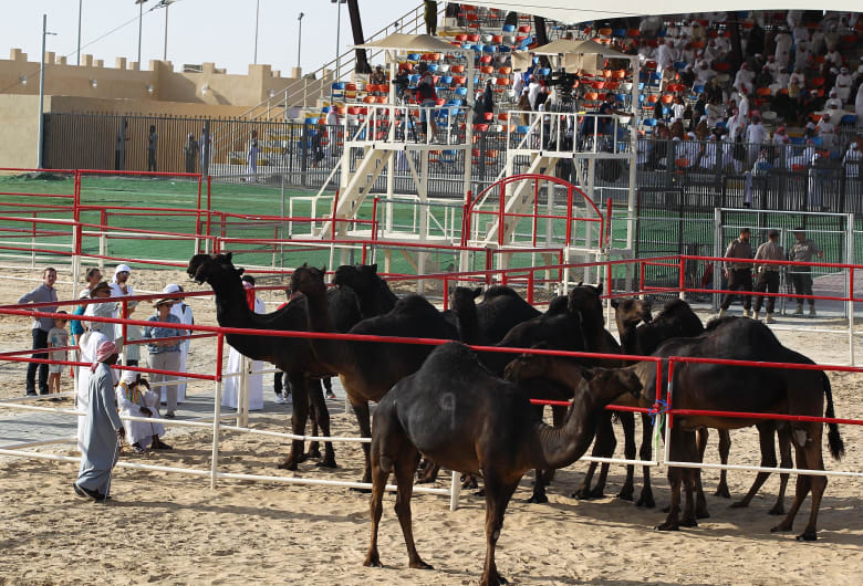 مهرجان الظفرة في أبوظبي مهرجان الظفرة في أبوظبي