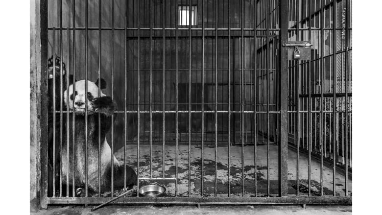 لقطة لباندا عملاقة محتجزة في مركز تربية بمقاطعة شنشي، الصين لقطة لباندا عملاقة محتجزة في مركز تربية بمقاطعة شنشي، الصين