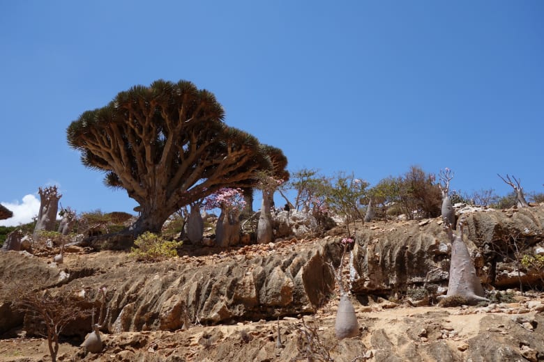 شجرة دم الأخوين في اليمن شجرة دم الأخوين في اليمن