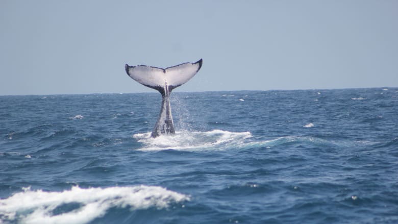 الحيتان الحدباء في كينيا