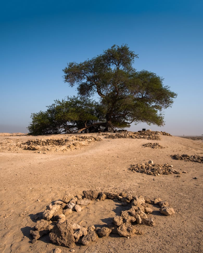 شجرة الحياة في البحرين