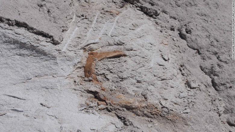 اكتشاف أحفوري في نيومكسيكو
