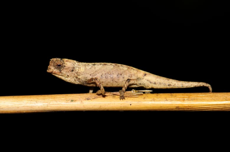 "نانو حرباء".. قد يكون هذا الكائن المكتشف حديثا أصغر الزواحف بالعالم