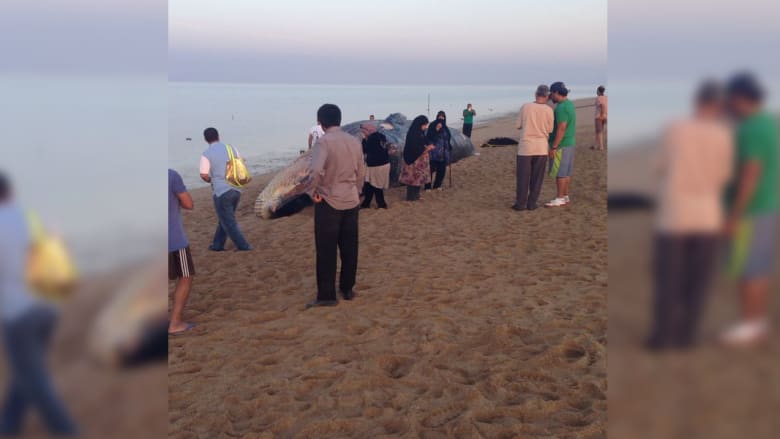 شاب يعثر على حوت نافق على شاطئ بالكويت شاب يعثر على حوت نافق على شاطئ بالكويت