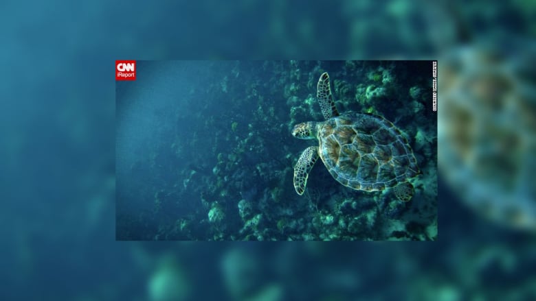 صور جذابة من الحياة البرية صور جذابة من الحياة البرية