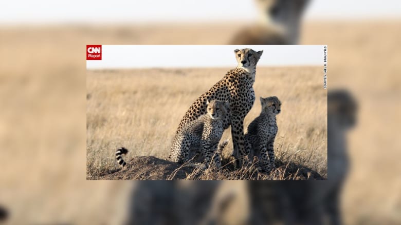 صور جذابة من الحياة البرية صور جذابة من الحياة البرية