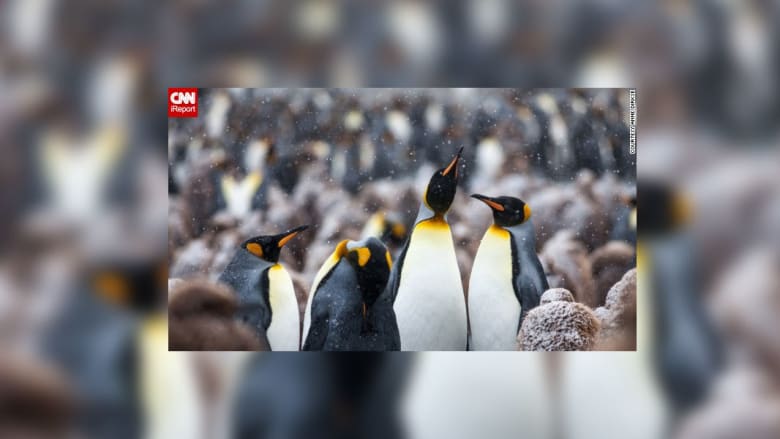 صور جذابة من الحياة البرية صور جذابة من الحياة البرية