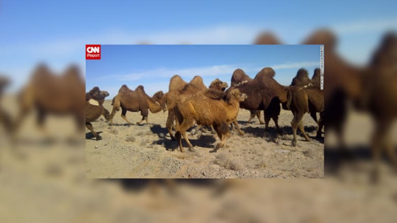 صور جذابة من الحياة البرية صور جذابة من الحياة البرية