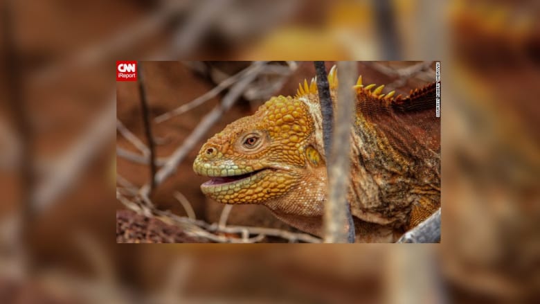 صور جذابة من الحياة البرية صور جذابة من الحياة البرية
