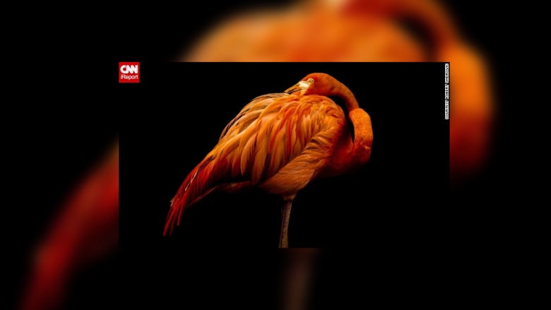 صور جذابة من الحياة البرية صور جذابة من الحياة البرية