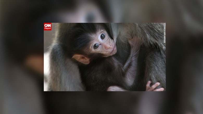 صور جذابة من الحياة البرية صور جذابة من الحياة البرية