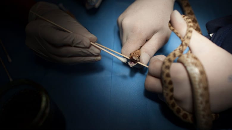 كيف تقدم الرعاية الطبية للحيوانات البرية؟ كيف تقدم الرعاية الطبية للحيوانات البرية؟