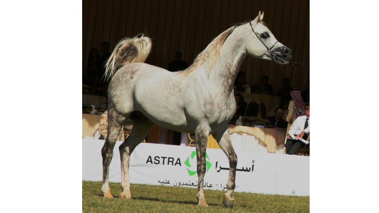 أصغر مصور للخيول العربية .. بدأ بعمر خمس سنوات أصغر مصور للخيول العربية .. بدأ بعمر خمس سنوات