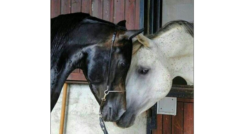 أصغر مصور للخيول العربية .. بدأ بعمر خمس سنوات أصغر مصور للخيول العربية .. بدأ بعمر خمس سنوات