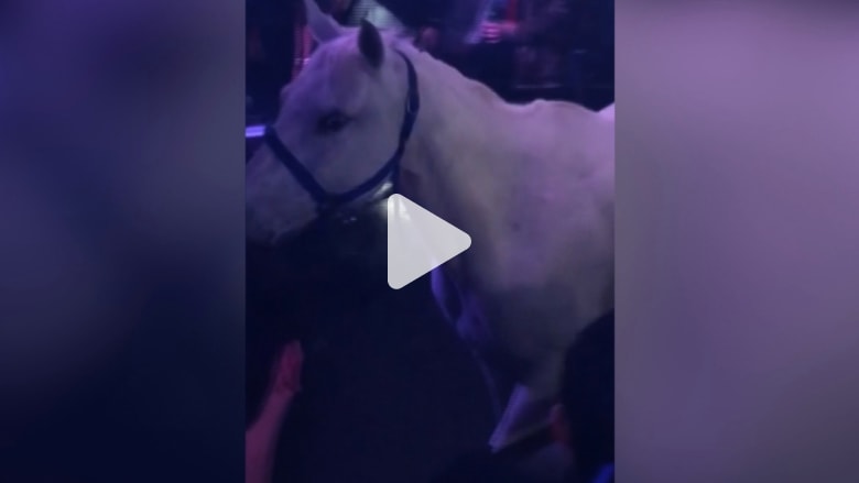 شاهد.. حصان داخل ملهى ليلي في ميامي والشرطة تحقق شاهد.. حصان داخل ملهى ليلي في ميامي والشرطة تحقق