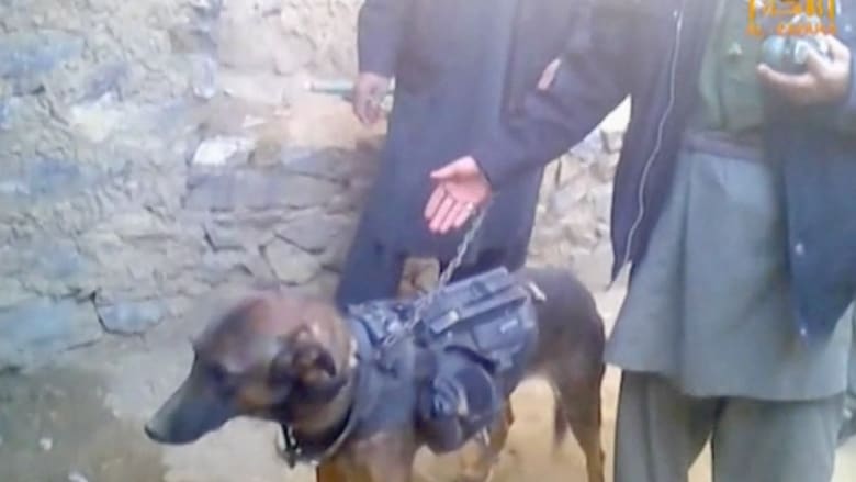 طالبان تأسر كلباً برتبة "عقيد" في حلف الناتو
