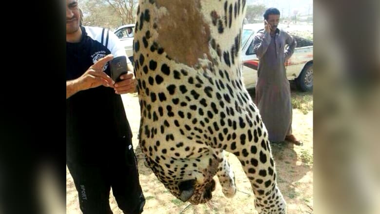 السعودية تحقق في قتل نمر نادر.. العثور عليه مسلوخا بعد أن اشتراه أحد الأشخاص السعودية تحقق في قتل نمر نادر.. العثور عليه مسلوخا بعد أن اشتراه أحد الأشخاص