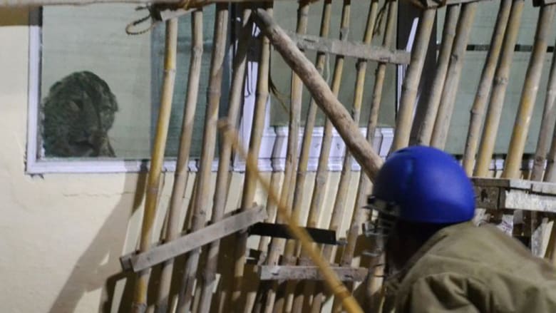 نمر يفرض الطوارئ على قرية هندية نمر يفرض الطوارئ على قرية هندية