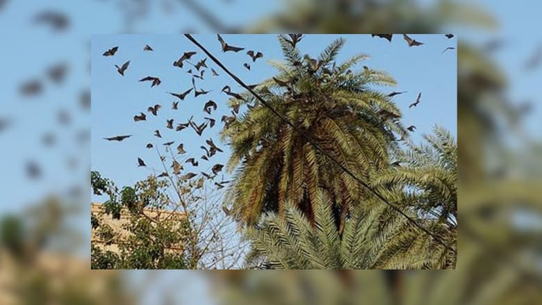 الخفافيش ترعب سكان محافظة بالسعودية الخفافيش ترعب سكان محافظة بالسعودية