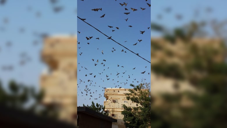 الخفافيش ترعب سكان محافظة بالسعودية الخفافيش ترعب سكان محافظة بالسعودية